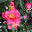 bright pink winter flowers on Camellia Kanjiro
