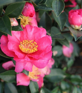 Kanjiro Camellia