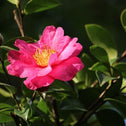 Camellia Kanjiro Shrubs pink flowers