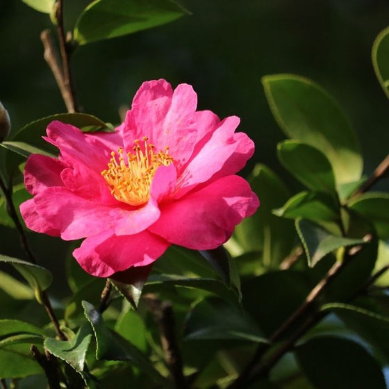 Camellia Kanjiro Shrubs pink flowers