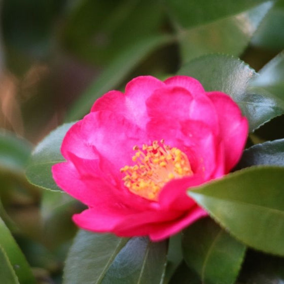 Camellia Kanjiro Shrubs pink and yellow flowers