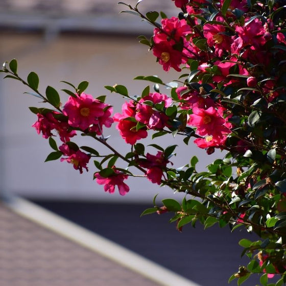 Camellia Kanjiro Shrubs  full of pink flowers
