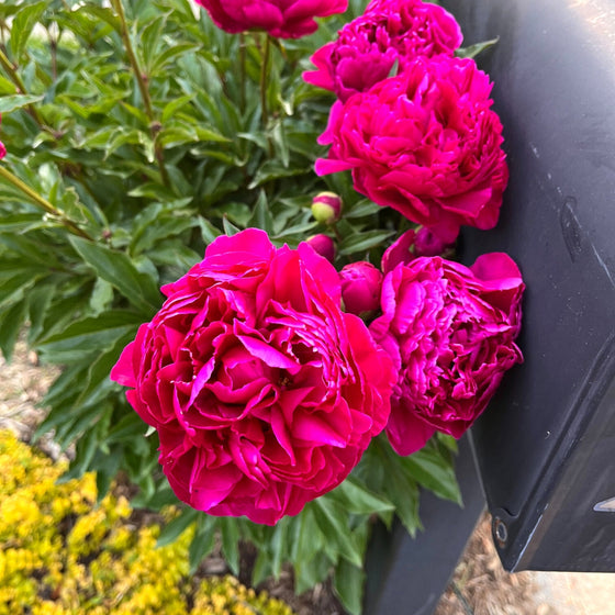 pink double flowers on kansas Peony