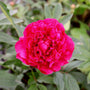 deep pink flowers of kansas peony shrub