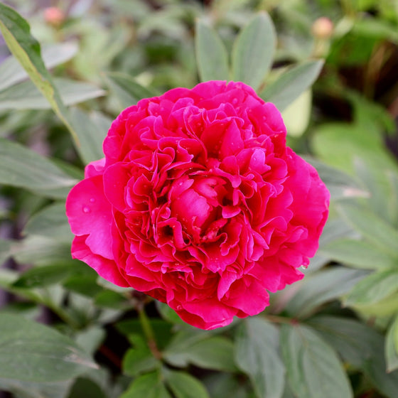 deep pink flowers of kansas peony shrub
