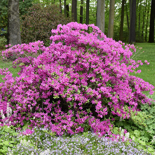 Karen Azalea for Sale | Hardy Lavender Evergreen Azalea