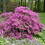 Karen Azalea blooming with lavender-purple flowers in a filtered-sun garden bed