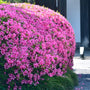 Azalea Karen shrub used in a mixed border with acid-loving evergreen companions