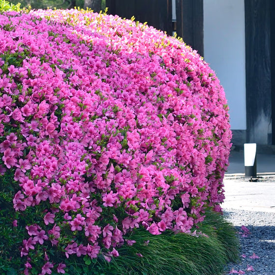 Azalea Karen shrub used in a mixed border with acid-loving evergreen companions