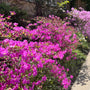Karen Azalea with lavender-purple spring flowers and glossy evergreen foliage in a foundation planting