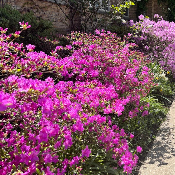 Karen Azalea with lavender-purple spring flowers and glossy evergreen foliage in a foundation planting