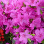 Rhododendron Karen evergreen azalea with glossy green foliage and spring blooms