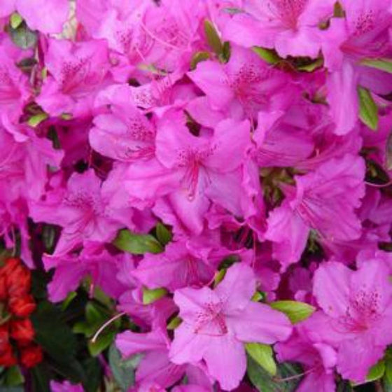 Rhododendron Karen evergreen azalea with glossy green foliage and spring blooms