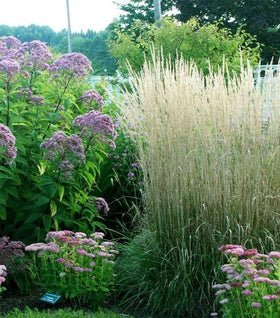 Karl Foerster Feather Reed Grass