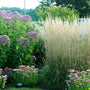 Feather Reed Grass in landscape with Native Perennials