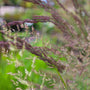 Calamagrostis Karl Foerster, Feather Reed Grass, Deer Resistant Reed Grass