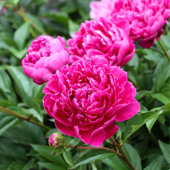 close up view of deep pink blooms on karl rosenfield peony