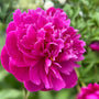 karl rosenfield magenta double blooming peony