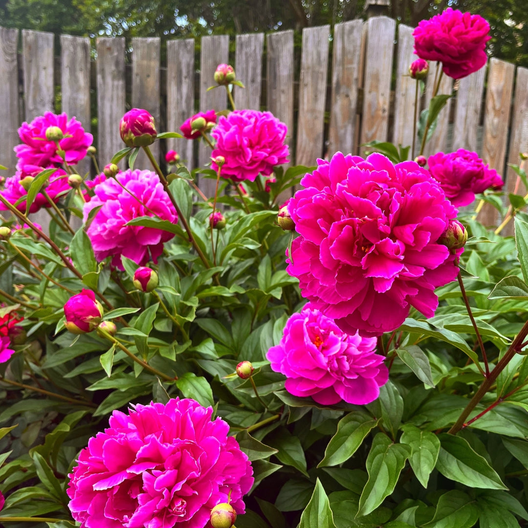 Karl Rosenfield Peony | Fragrant Double Red Peony For Cut Flowers