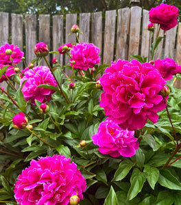 Karl Rosenfield Peony