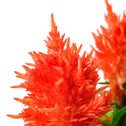 Kelos fire Orange Celosia flowers