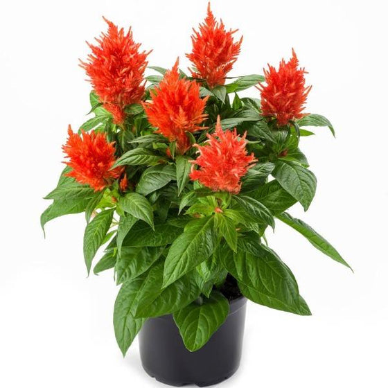 Celosia kelos fire orange