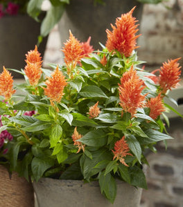Kelos Fire Orange Celosia