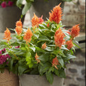 Celosia kelos fire orange in a pot