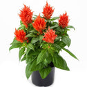 Celosia kelos fire orange