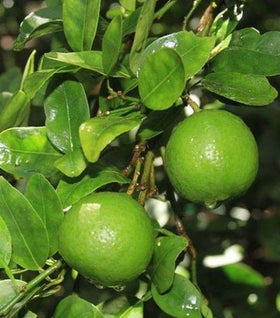 Key Lime Tree