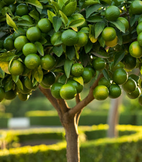 Key Lime Tree
