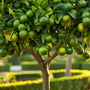 Key Lime Tree bearing small, juicy limes with glossy green foliage