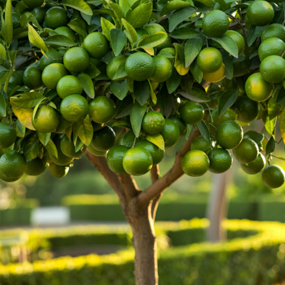 lime tree house plant Key Lime Tree