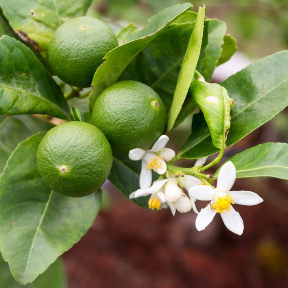 close up of blooms and ripe limes on Key lime tree