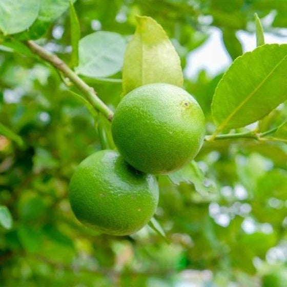 Closeup of ripened Key Lime Fruit from the Key Lime Tree