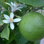 Fragrant white flower details on the Mexican Key Lime Tree with golf-ball sized limes