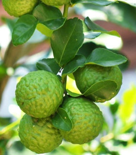 Kieffer Lime Tree