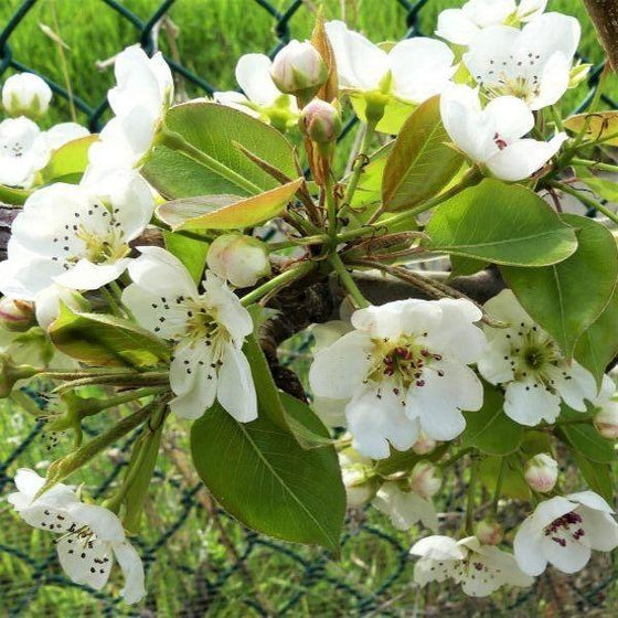 Kieffer Pear Tree Flowers