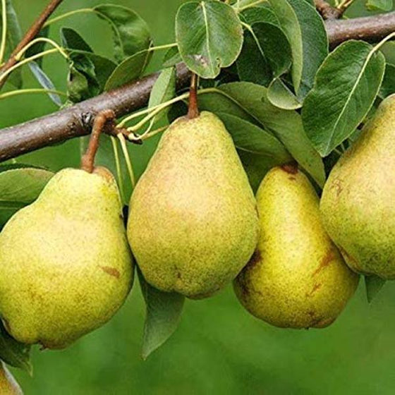 Kieffer Pear Trees ready to pick