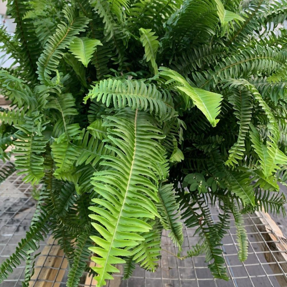 Kimberly Queen Ferns for Sale | Garden Goods Direct