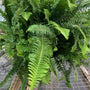 Lush green Kimberly Queen Ferns
