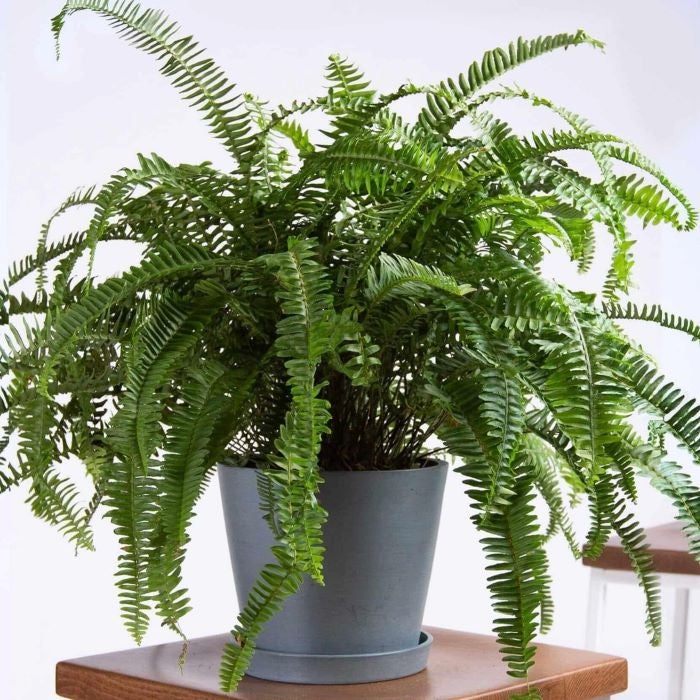 indoor fern plants for sale Kimberly Queen Fern