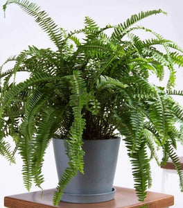 Kimberly Queen Fern