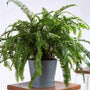 Kimberly Queen Fern houseplant