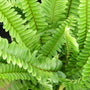 Kimberly Queen Bright Green Fern Frond