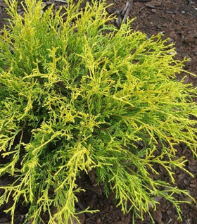 Kings Gold Cypress