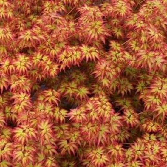 cluster of Kiyohime Japanese Maple Trees red and green foliage