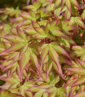 Kiyohime Japanese Maple