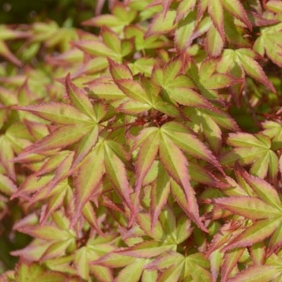 Kiyohime Japanese Maple Trees has lime green leaves lined with red