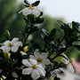 kleims hardy gardenia shrub white and yellow flowers